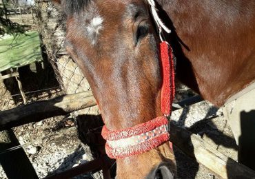 Workshop with horses – horse therapy